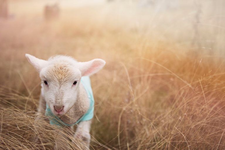 the characteristics of God’s forgiveness