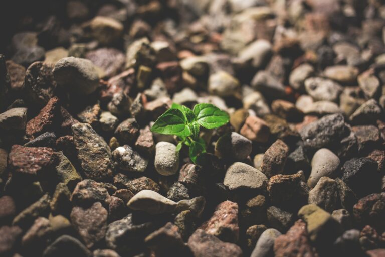The law of harvest and multiplication II