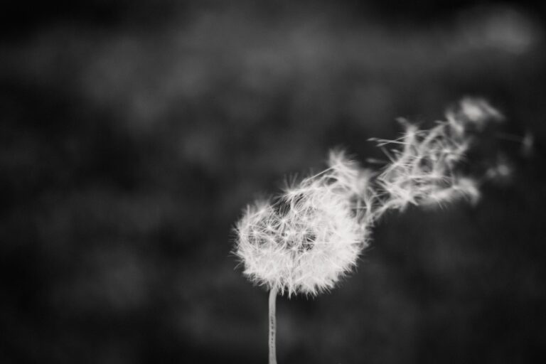 The law of harvest and multiplication